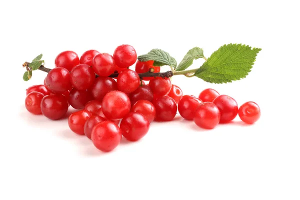 Nanking Cherry Branch — Stock Photo, Image