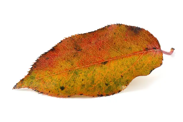 흰색에 분리되어 나무의 가랑잎 — 스톡 사진