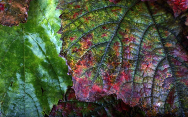 Primo Piano Foglie Cadute Autunno — Foto Stock