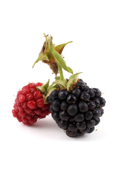 Fresh Blackberry Harvest Close — Stock Photo, Image