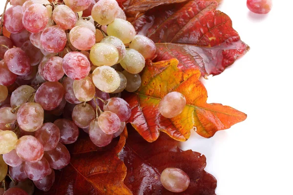 Raisins Frais Sur Les Feuilles Érable — Photo