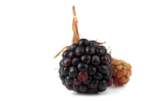 Blackberry Und Unreife Brombeere — Stockfoto