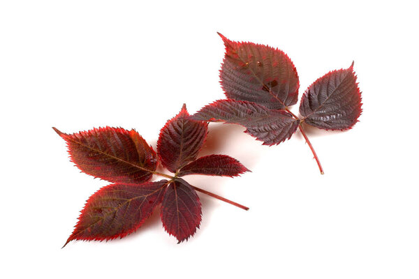 autumn leaves of blackberry on white background