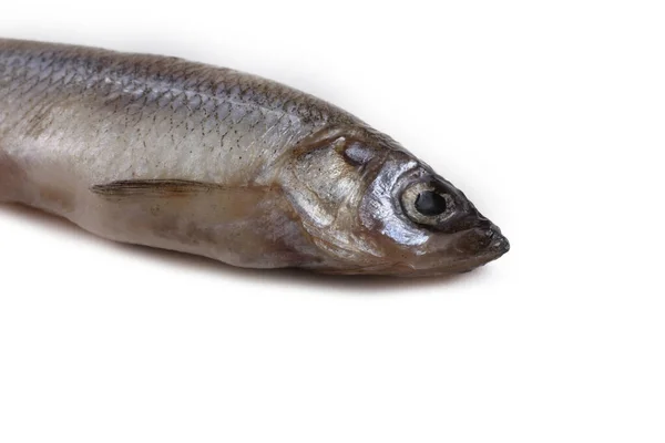 Peixe Derretido Isolado Branco — Fotografia de Stock