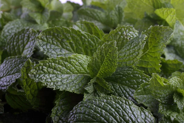 Mint Bakgrund Färska Blad — Stockfoto