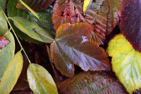 Close Autumn Leaves Textured Background — Stock Photo, Image