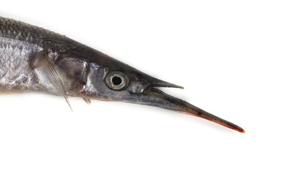 Garfish Isolato Bianco — Foto Stock