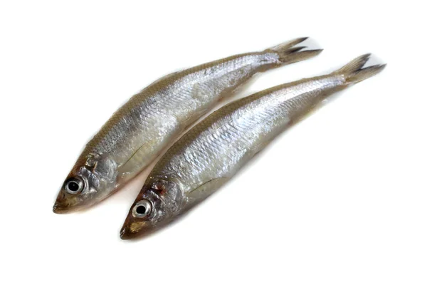 Asian Smelt Fish Isolated White — Stock Photo, Image