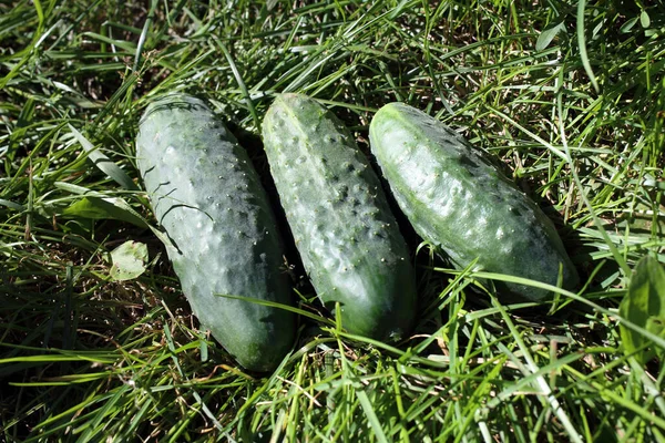 Close Fresh Green Cucumbers — Stock Photo, Image