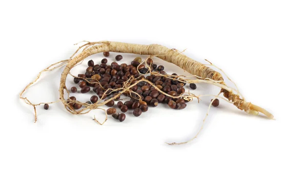 Ginseng Isolated White Background — Stock Photo, Image