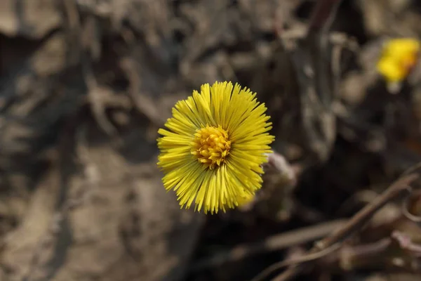 Büyüyen Coltsfoot Tussilago Farfara — Stok fotoğraf