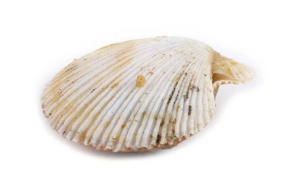 Scallop Izolowany Białym — Zdjęcie stockowe