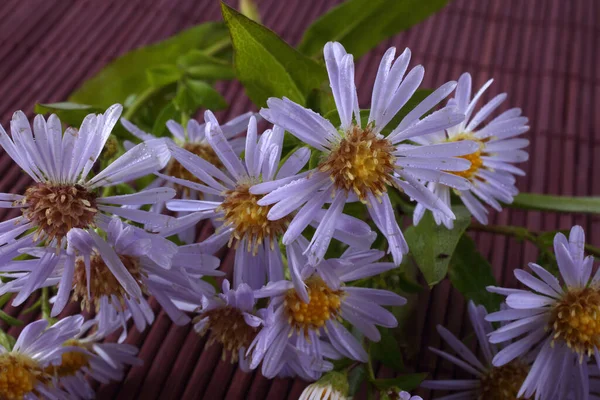 Primo Piano Incredibili Fiori Fiore — Foto Stock