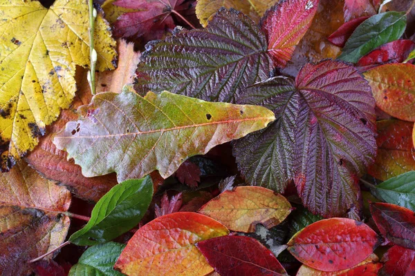 Close Van Gevallen Herfstbladeren — Stockfoto