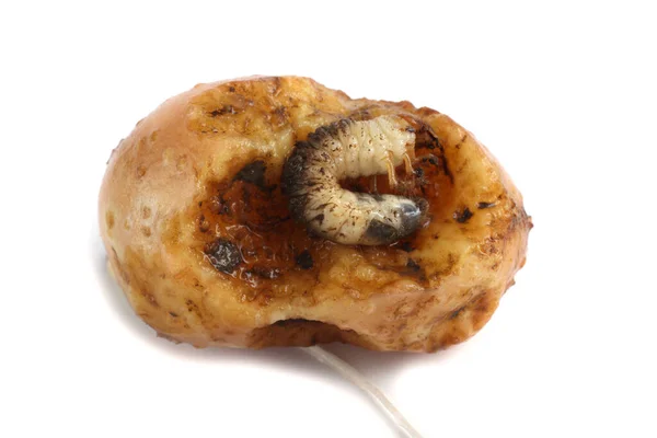 Larva Chaflán Está Comiendo Patata — Foto de Stock
