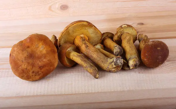 Boletus Edulis Champignons Isolés Sur Fond Blanc — Photo