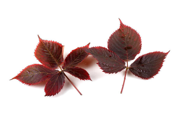 autumn leaves of blackberry on white background