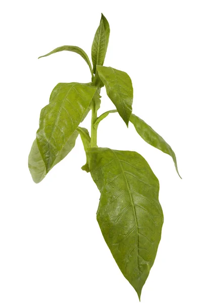 Табачное Растение Выделено Белом — стоковое фото