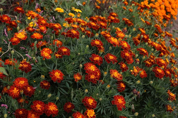 Gros Plan Des Fleurs Florissantes Étonnantes — Photo