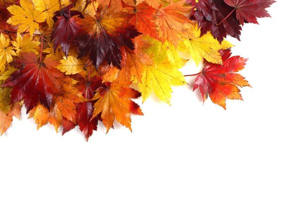 autumn leaves isolated on white background