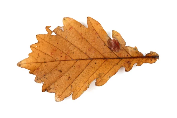 秋天的橡木叶子在白色背景上被隔离 — 图库照片
