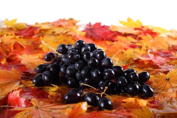 Racimo Uvas Frescas Hojas Otoño Aisladas Blanco —  Fotos de Stock