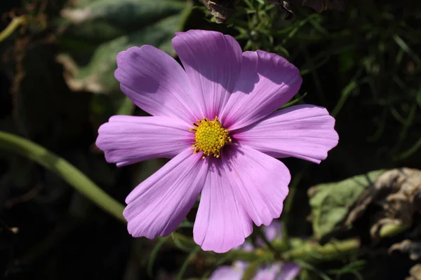 Close Amazing Blooming Flowers — Stock Photo, Image