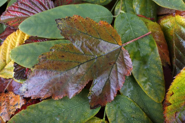 Close Autumn Leaves Textured Background — Stock Photo, Image