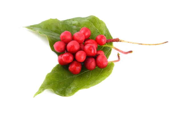 Schisandra Chinensis Isolerad Vitt — Stockfoto