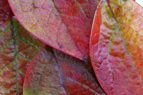 Close Van Gevallen Herfstbladeren — Stockfoto