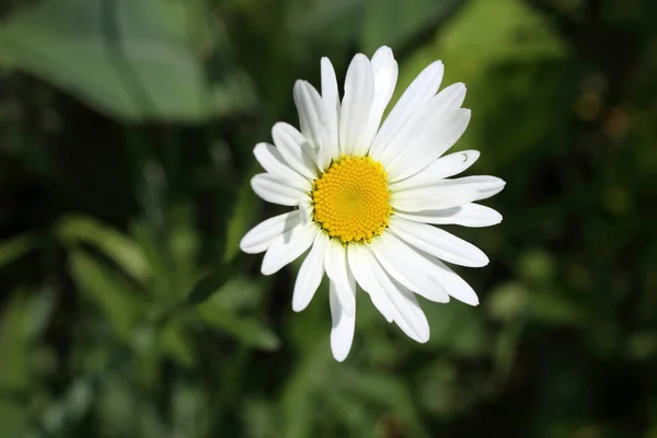 Närbild Fantastiska Blommande Blommor — Stockfoto