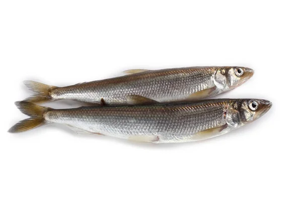 Aziatische Smelt Vis Geïsoleerd Wit — Stockfoto