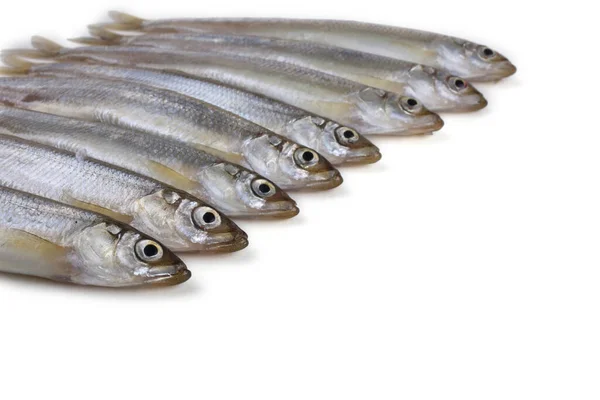 Asian Smelt Fish Isolated White — Stock Photo, Image