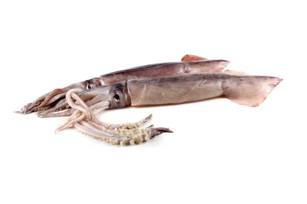 Tintenfische Isoliert Auf Weiß — Stockfoto