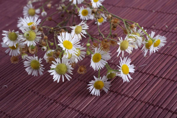 Närbild Fantastiska Blommande Blommor — Stockfoto