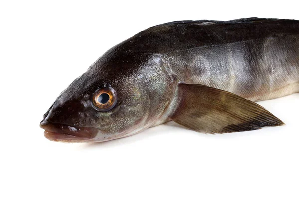 Branzino Isolato Bianco — Foto Stock