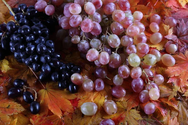 Fresh Grapes Maple Leaves — Stock Photo, Image