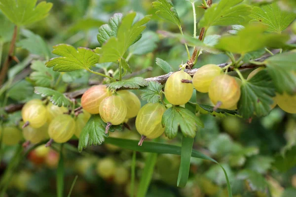 Rijping Kruisbessen Plant Oogsten — Stockfoto