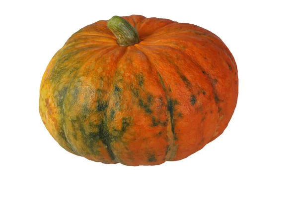 Zucca Isolata Sfondo Bianco — Foto Stock