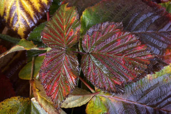 Close Autumn Leaves Textured Background — Stock Photo, Image