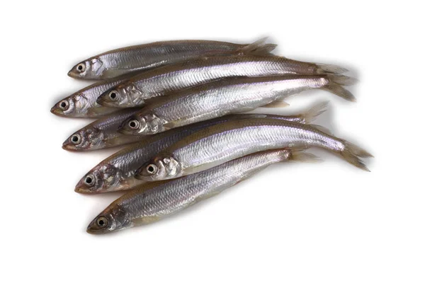 Asian Smelt Fish Isolated White — Stock Photo, Image