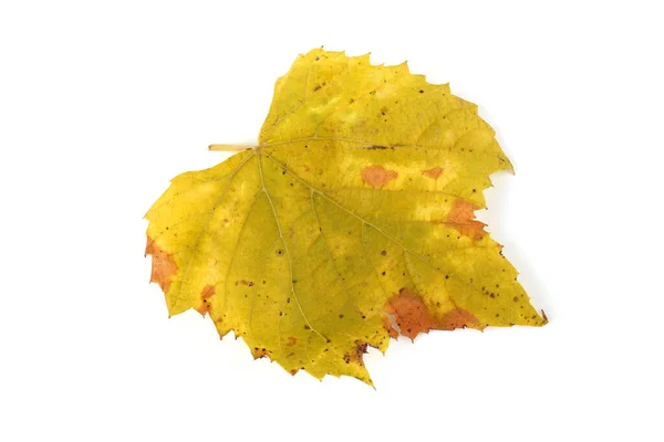 Autumn Grape Leaf White Background — Stock Photo, Image