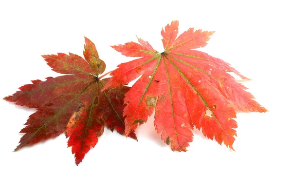 Herbst Blätter Isoliert Auf Weißem Hintergrund — Stockfoto