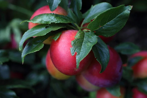 Ripe Fresh Plums Close View — Stock Photo, Image