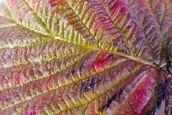 Herfstblad Macro Shot Getextureerde Achtergrond — Stockfoto