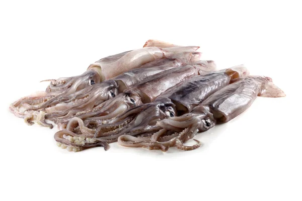 Calamari Isolati Bianco — Foto Stock