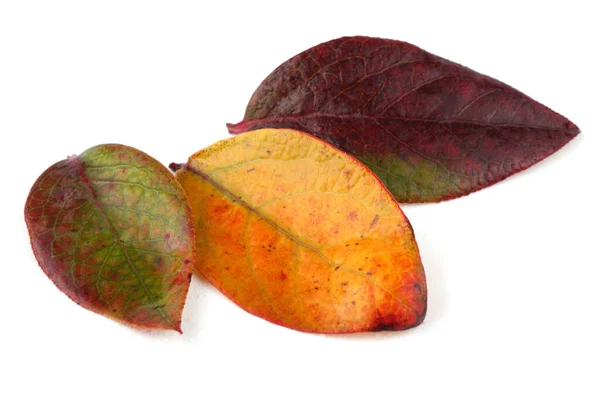 Podzimní Listy Borůvek Bílém Pozadí — Stock fotografie
