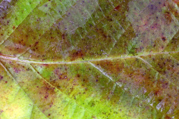 Nahaufnahme Heller Herbstblätter — Stockfoto