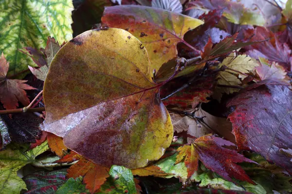 Gros Plan Des Feuilles Automne Tombées — Photo