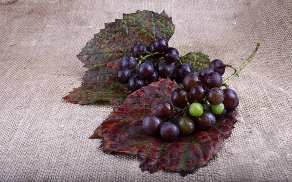 Uva Vino Negro Ensacado — Foto de Stock